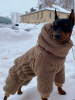 Шубка из барашка Капучино.