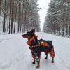 Комбинезон для собак Гонщик